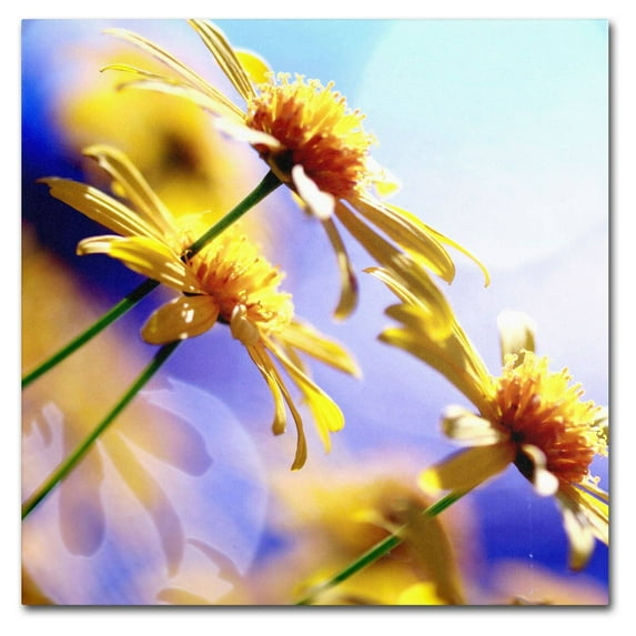 Trademark Fine Art "Sunny Days" Canvas Art by Beata Czyzowska Young