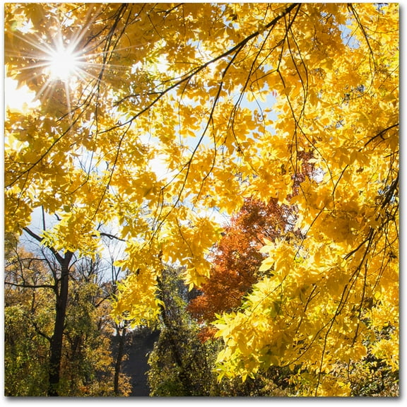 Trademark Fine Art "Sunny Happy Autumn Day" Canvas Art by Kurt Shaffer