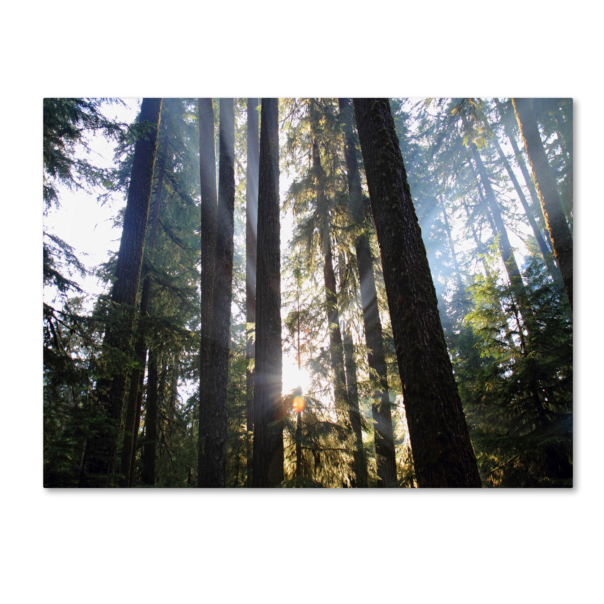 Trademark Fine Art "Sunrays" Canvas Art by Pierre Leclerc