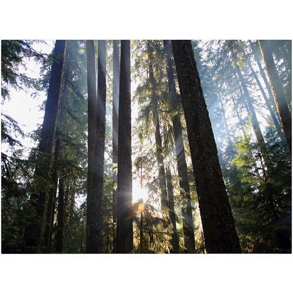 Trademark Fine Art "Sunrays" Canvas Art by Pierre Leclerc
