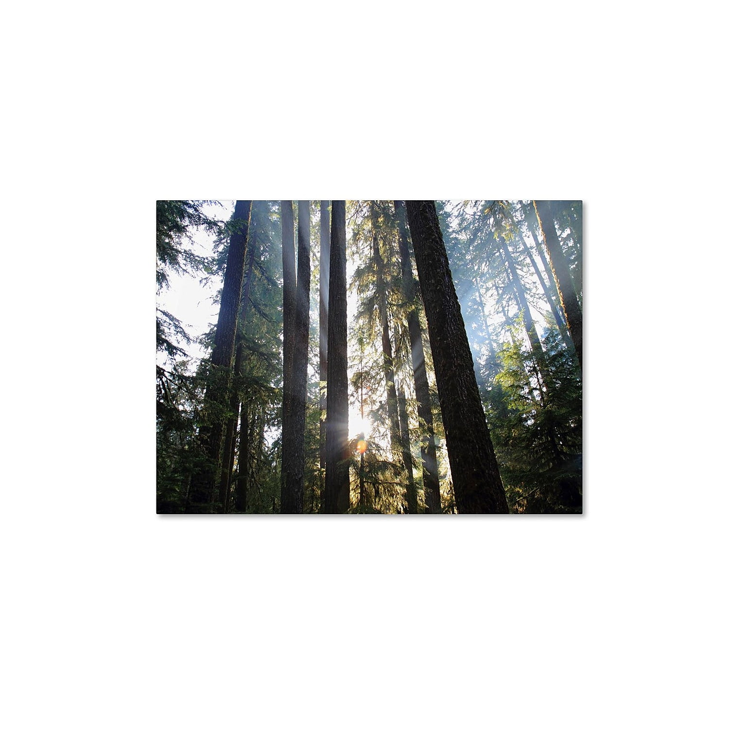 Trademark Fine Art "Sunrays" Canvas Art by Pierre Leclerc