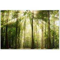 Trademark Fine Art 'Sunrays Through Treetops' Canvas Art by PIPA Fine Art