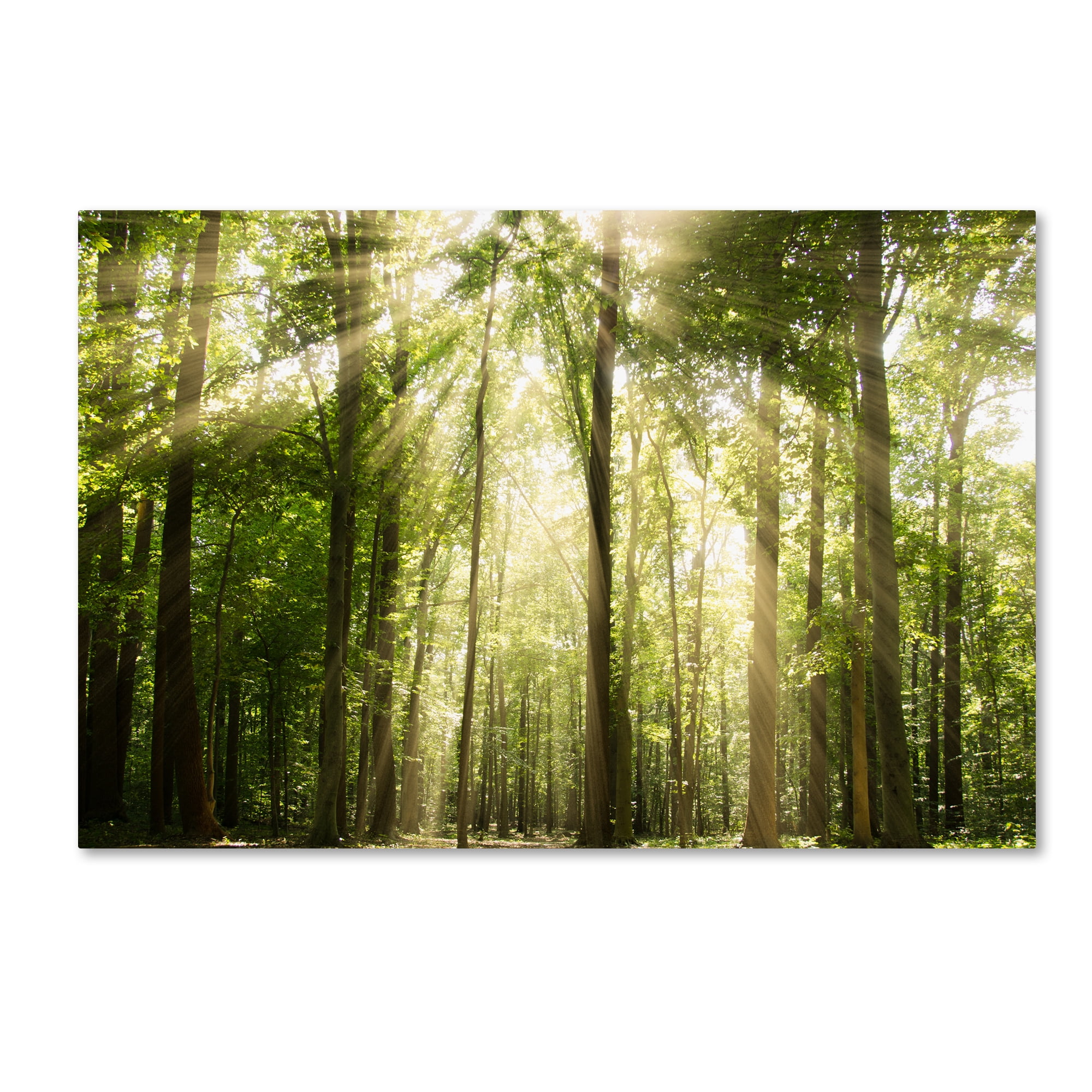 Trademark Fine Art 'Sunrays Through Treetops' Canvas Art by PIPA Fine Art