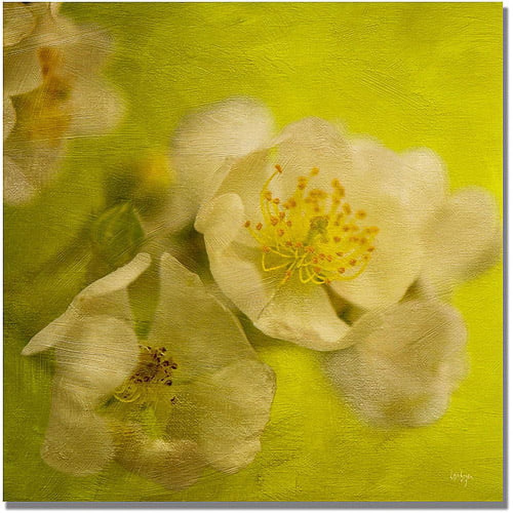 Trademark Fine Art "Sunrise II" Canvas Wall Art by Lois Bryan