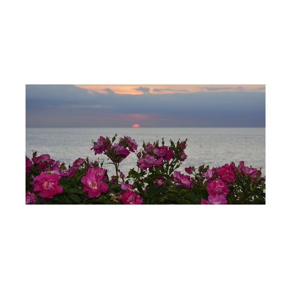 Trademark Fine Art Kurt Shaffer Sunset Roses Canvas Wall Art - 12x24