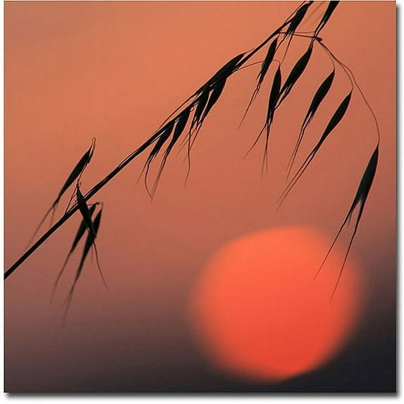 Trademark Fine Art 'Sunset Sonata' Canvas Art by Beata Czyzowska