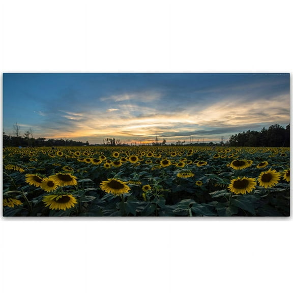 Trademark Fine Art "Sunset Sunflowers" Canvas Art by Kurt Shaffer