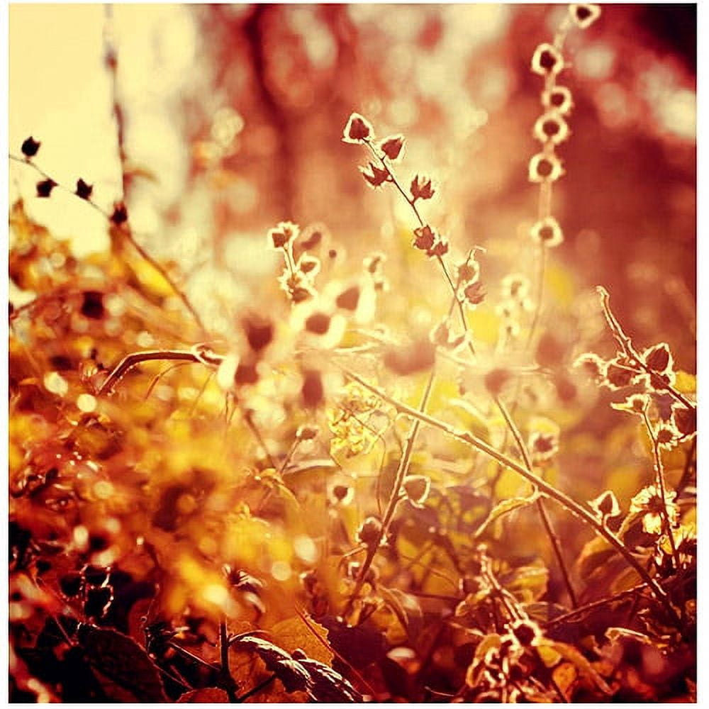 Trademark Fine Art "Sunset in my Garden" Canvas Art by Beata Czyzowska