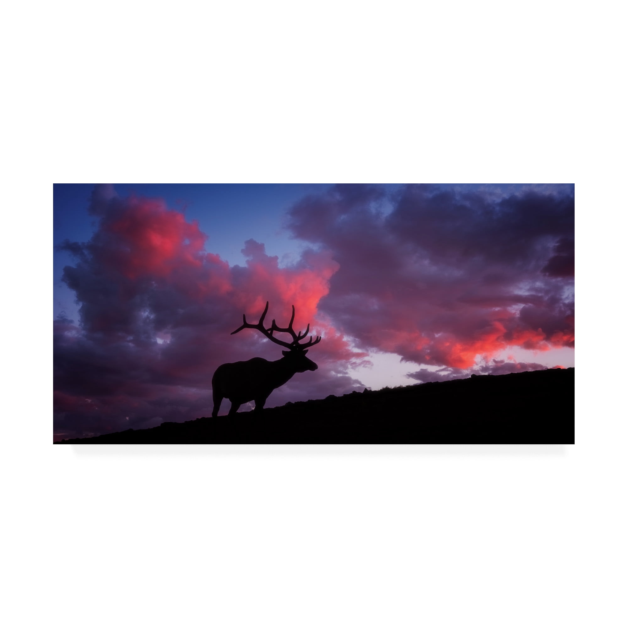 Trademark Fine Art 'Sunset in the Rockies Elk' Canvas Art by Darren White Photography