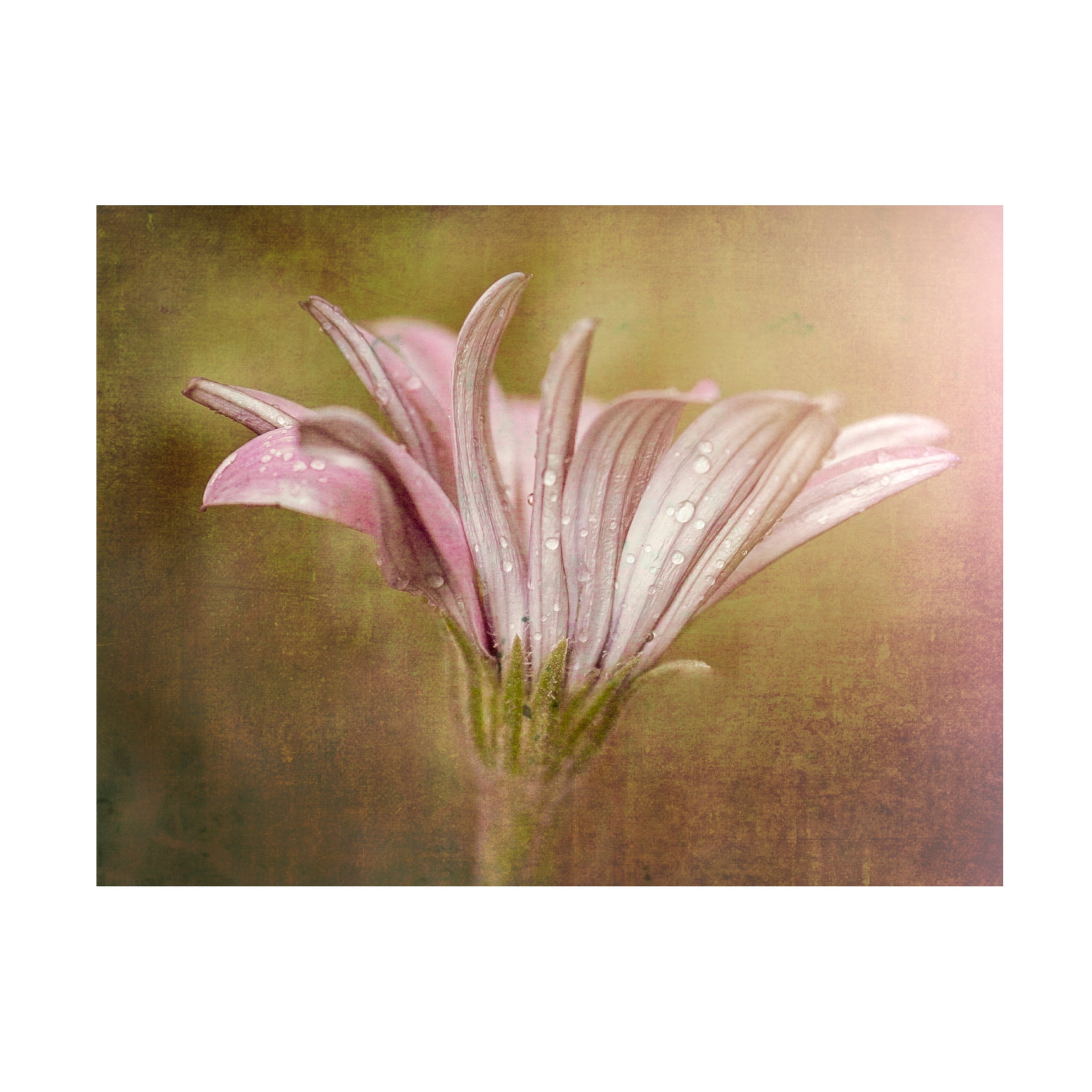 Trademark Fine Art Susan Moss Pretty in Pink Canvas Wall Art