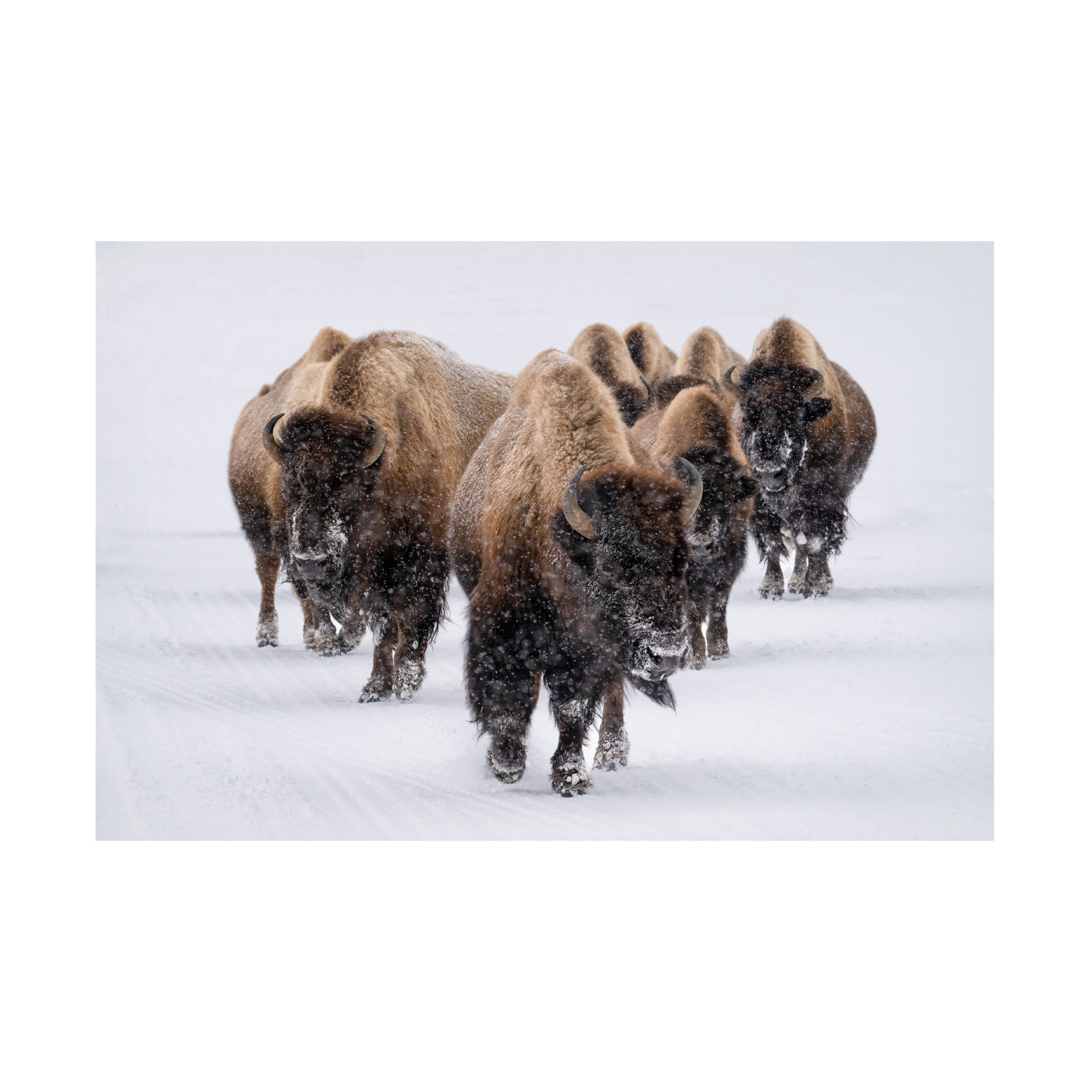 Trademark Fine Art Susanne Landolt The herd Canvas Wall Art