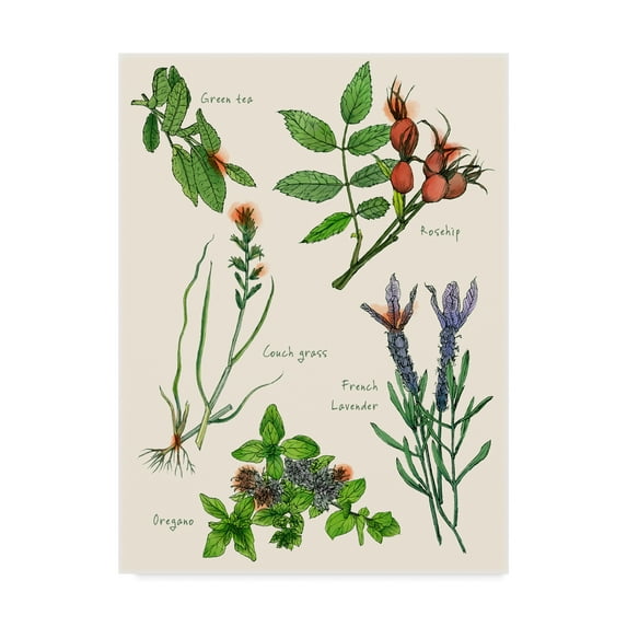 Trademark Fine Art 'Sweet Assemblage II' Canvas Art by Melissa Wang