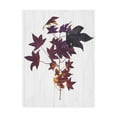 thumbnail image 1 of Trademark Fine Art 'Sweet Foliage II' Canvas Art by Dianne Miller, 1 of 3