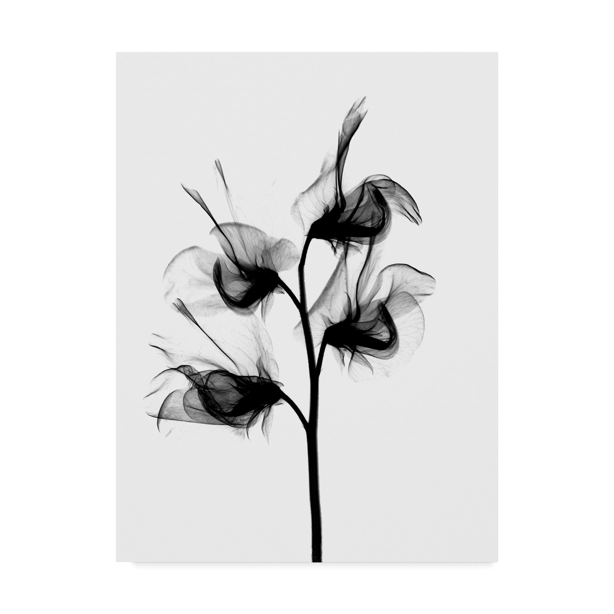 Trademark Fine Art 'Sweet Pea X Ray' Canvas Art by Bert Myers