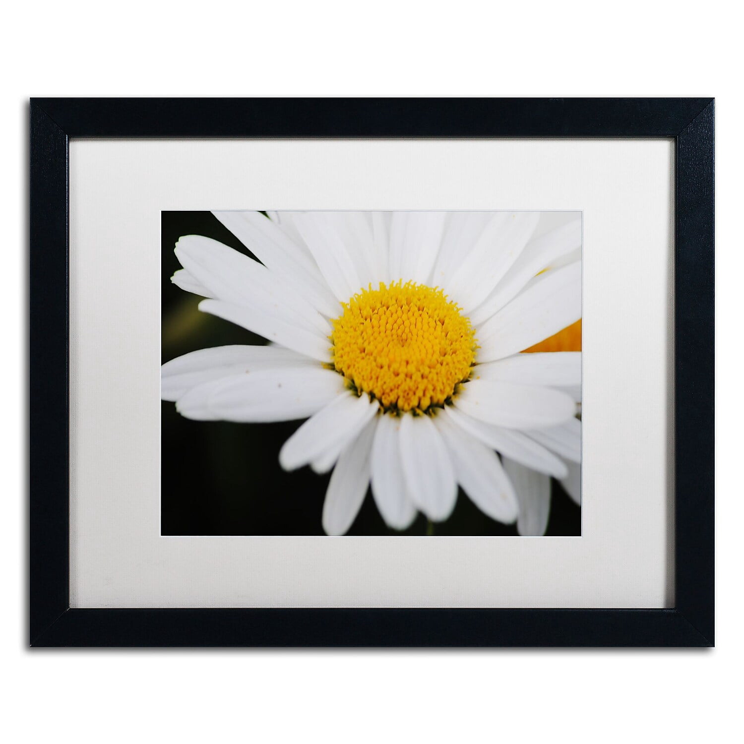 Trademark Fine Art "Sweet Splendor" Canvas Art by Monica Mize, White Matte, Black Frame