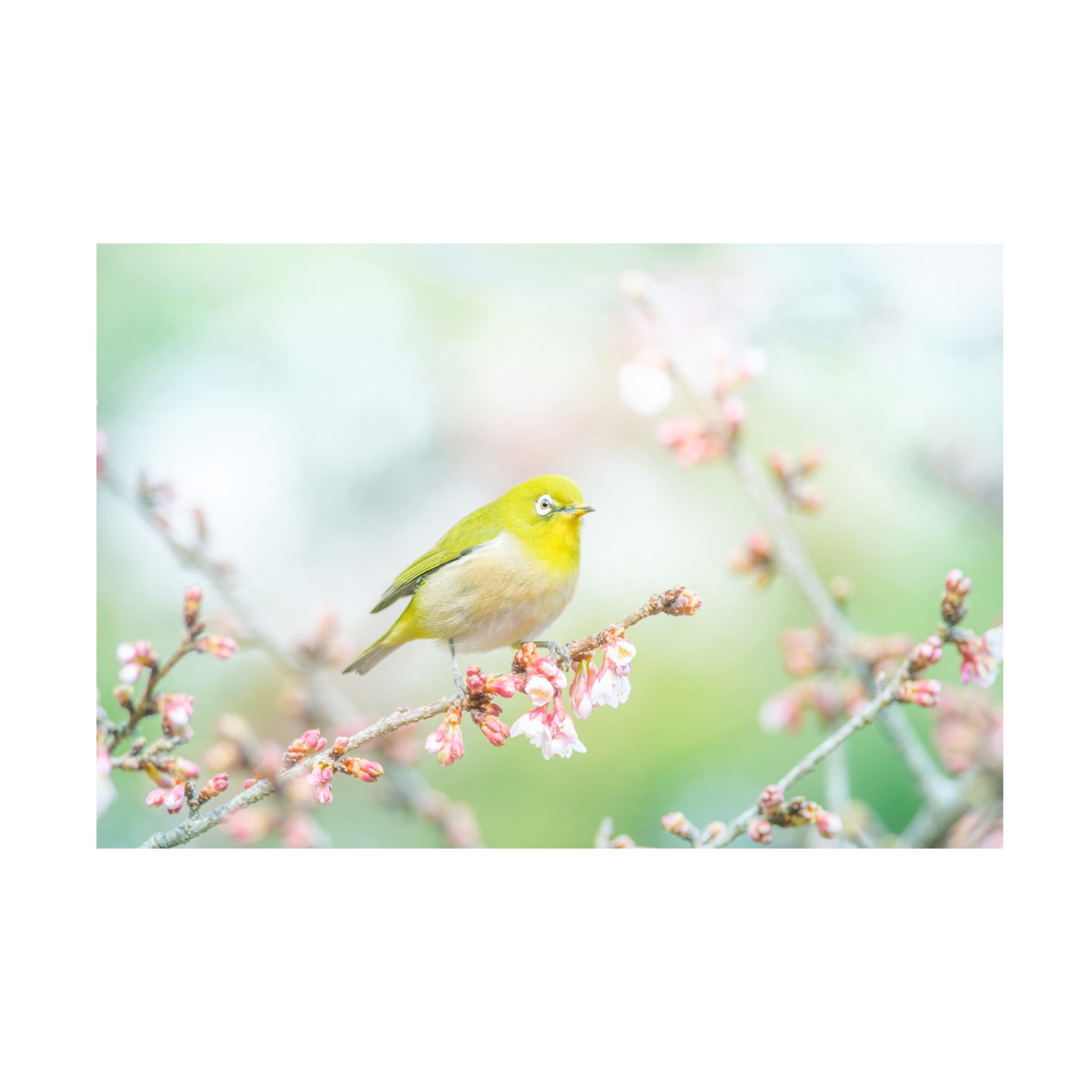 Trademark Fine Art Takashi Suzuki The Arrival Of Spring Canvas Wall Art