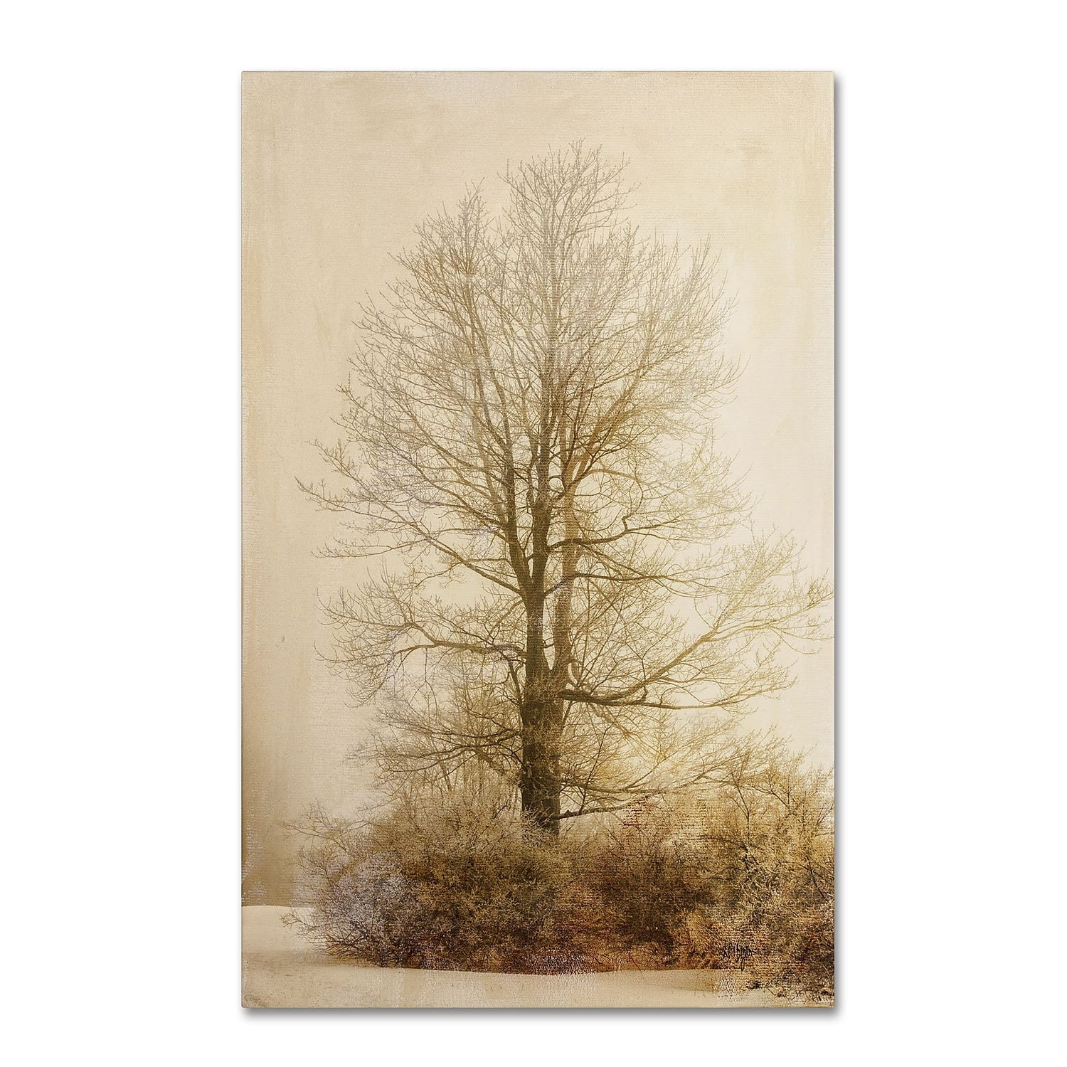Trademark Fine Art "Tan Tones in the Fog" Canvas Art by Lois Bryan
