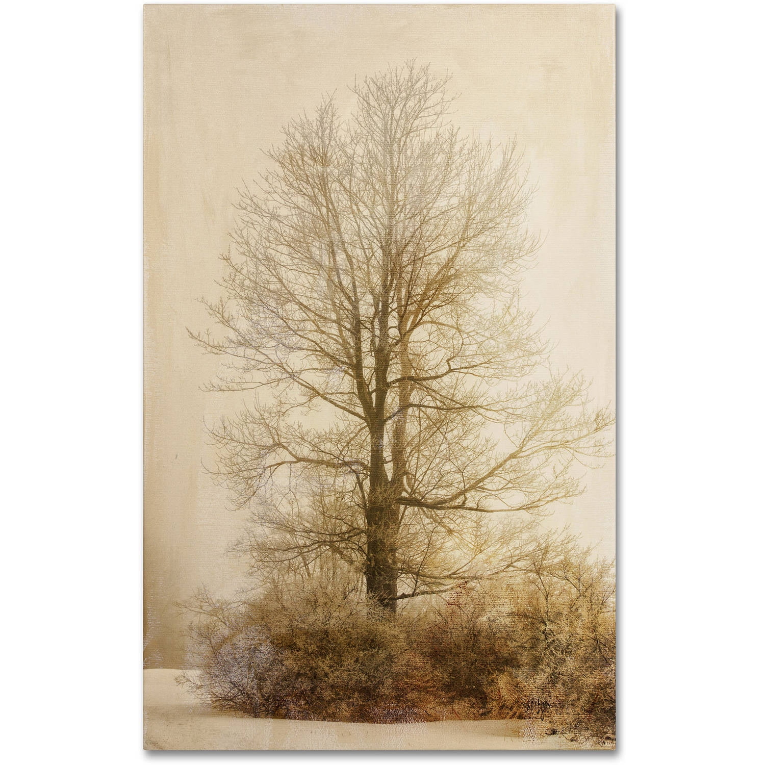 Trademark Fine Art "Tan Tones in the Fog" Canvas Art by Lois Bryan