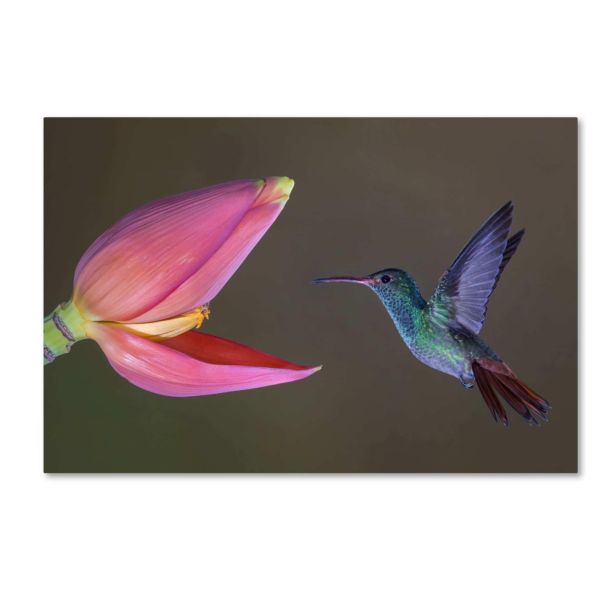 Trademark Fine Art 'Target Practice' Canvas Art by Greg Barsh