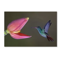 Trademark Fine Art 'Target Practice' Canvas Art by Greg Barsh