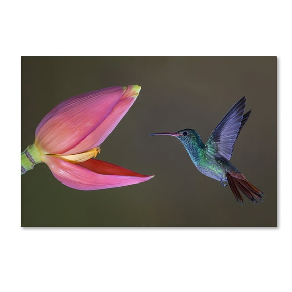 Trademark Fine Art 'Target Practice' Canvas Art by Greg Barsh