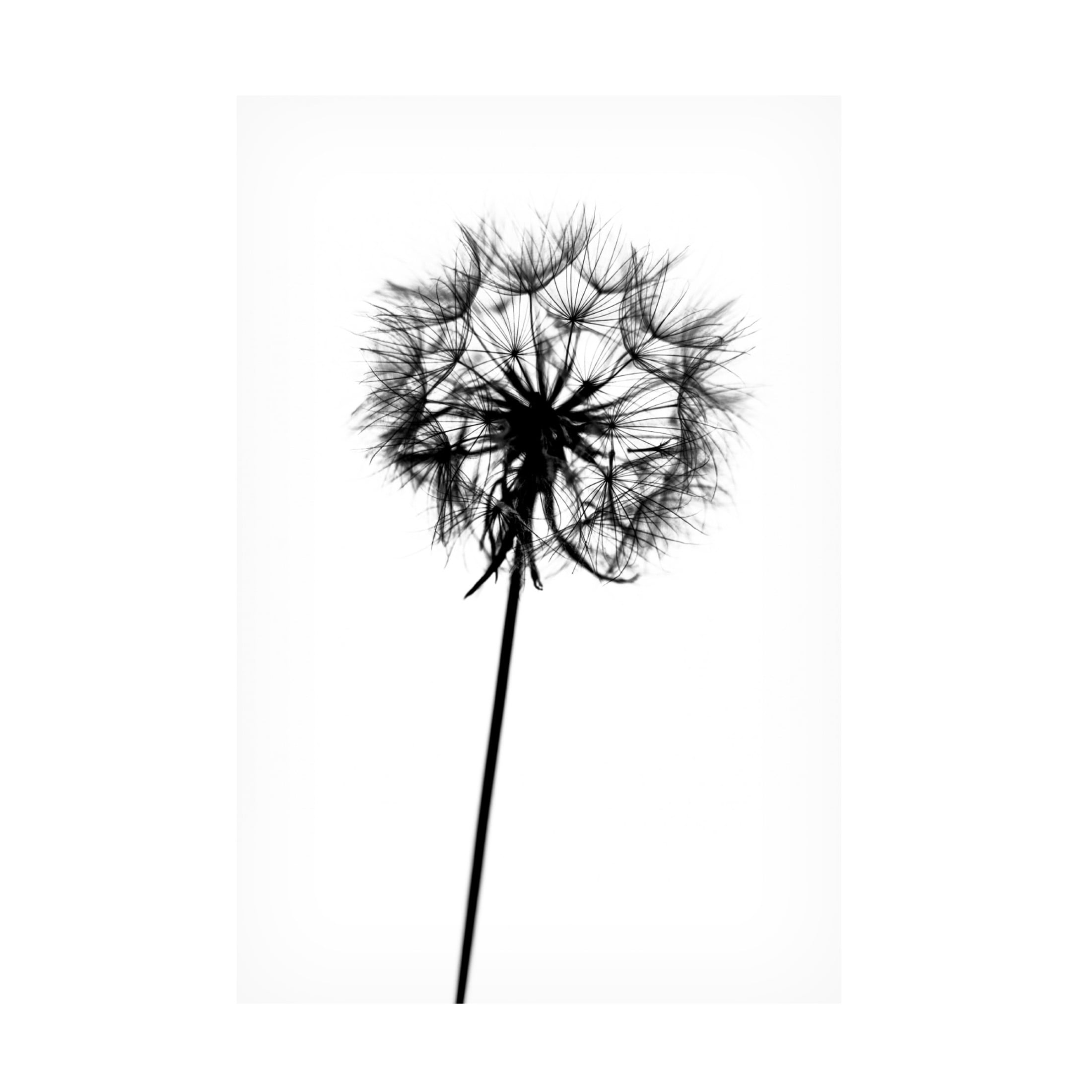 Trademark Fine Art Tatiana Malysheva  Contrasts Canvas Wall Art