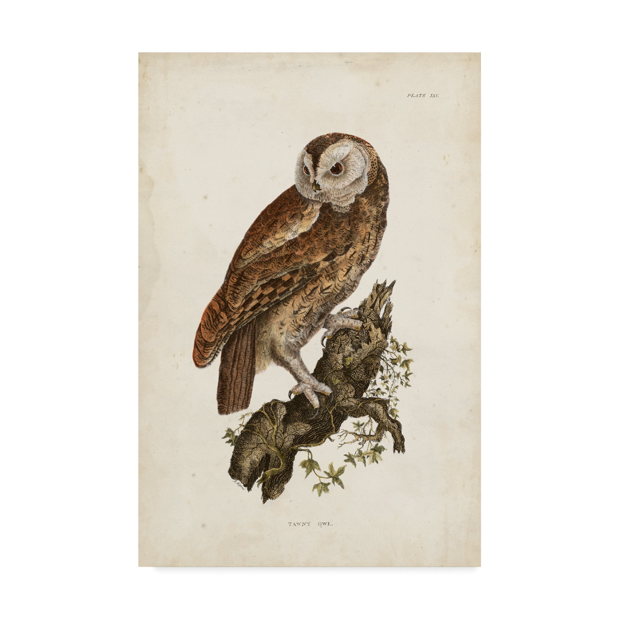 Trademark Fine Art 'Tawny Owl Brown' Canvas Art by John Selby