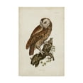 thumbnail image 1 of Trademark Fine Art 'Tawny Owl Brown' Canvas Art by John Selby, 1 of 4