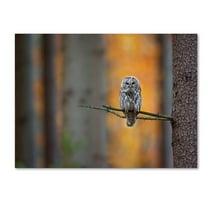 Trademark Fine Art 'Tawny Owl' Canvas Art by Milan Zygmunt