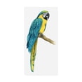 thumbnail image 1 of Trademark Fine Art 'Teal Macaw I' Canvas Art by Grace Popp, 1 of 4