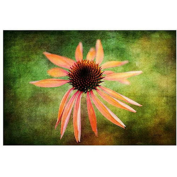 Trademark Fine Art "Textured Golden Coneflower" Canvas Art by Lois Bryan