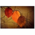 thumbnail image 1 of Trademark Fine Art "Textured Leaves" Canvas Art by Philippe Sainte-Laudy, 1 of 3