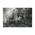 thumbnail image 1 of Trademark Fine Art 'Thai Baby Elephant Black and White' Canvas Art by American School, 1 of 4