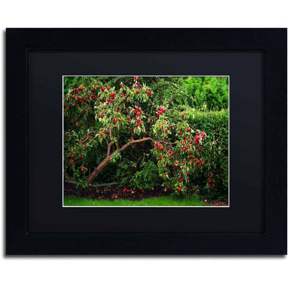 Trademark Fine Art "The Apple Tree" Canvas Art by Philippe Sainte-Laudy, Black Matte, Black Frame
