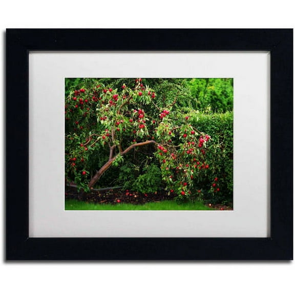 Trademark Fine Art "The Apple Tree" Canvas Art by Philippe Sainte-Laudy, White Matte, Black Frame