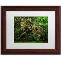 Trademark Fine Art "The Apple Tree" Canvas Art by Philippe Sainte-Laudy, White Matte, Wood Frame