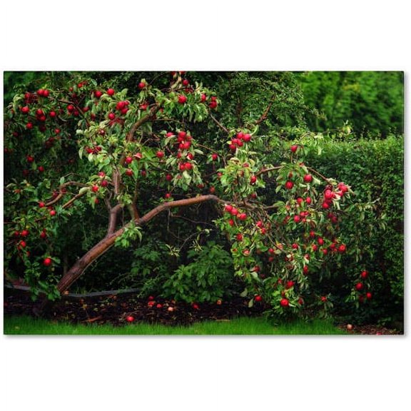 Trademark Fine Art "The Apple Tree" Canvas Art by Philippe Sainte-Laudy