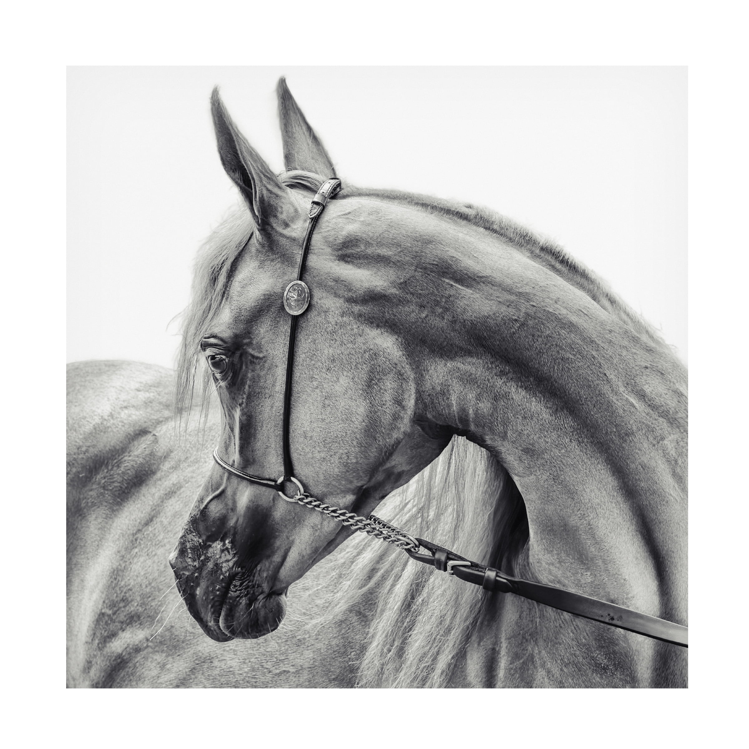 Trademark Fine Art Piet Flour The Arabian Horse Canvas Wall Art - 18x18