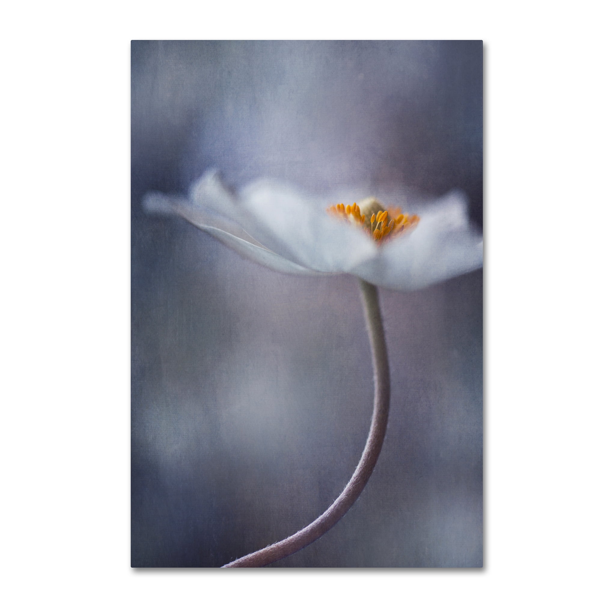 Trademark Fine Art 'The Beauty Within' Canvas Art by Priska Wettstein