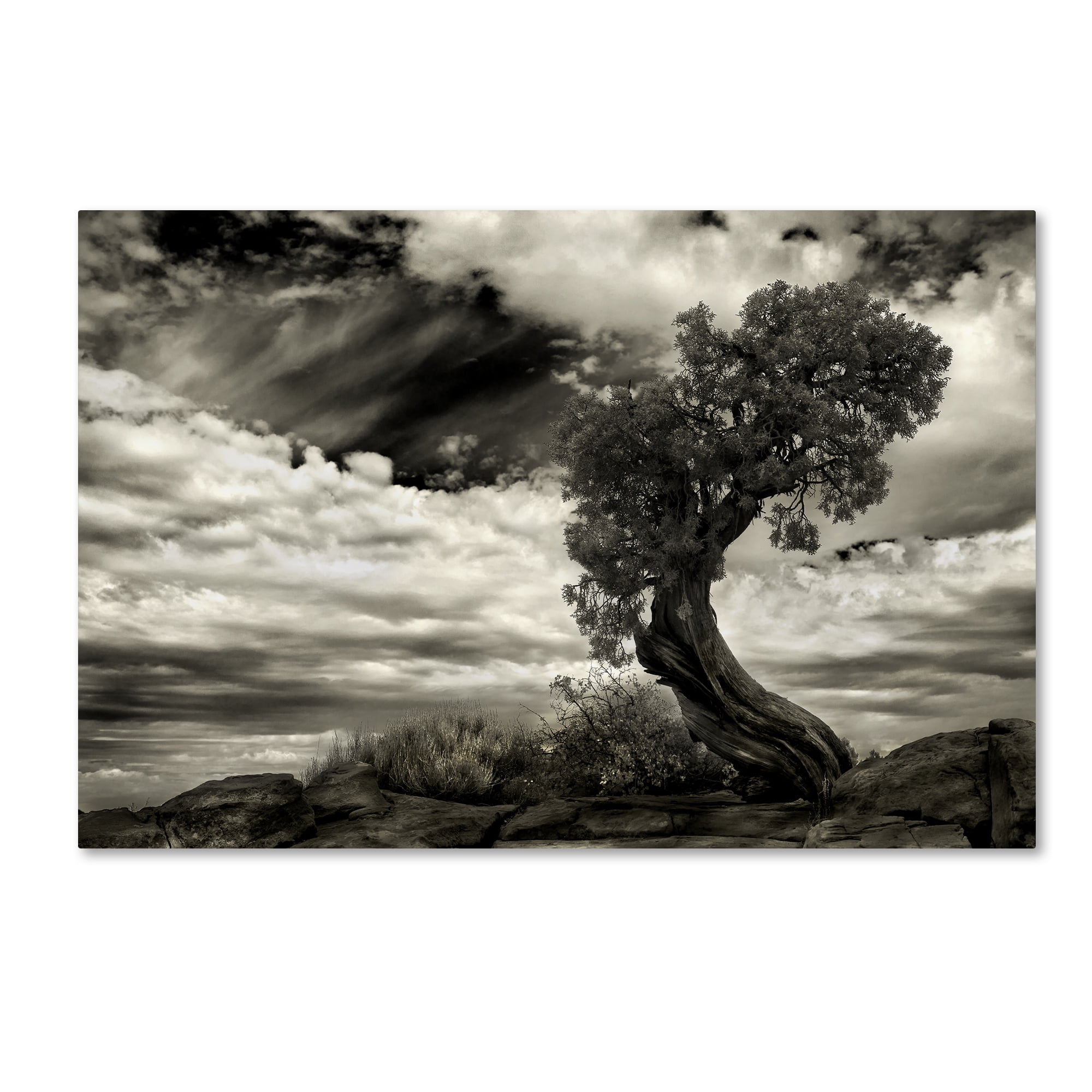 Trademark Fine Art 'The Boss' Canvas Art by Jerome Zakka Bajjani