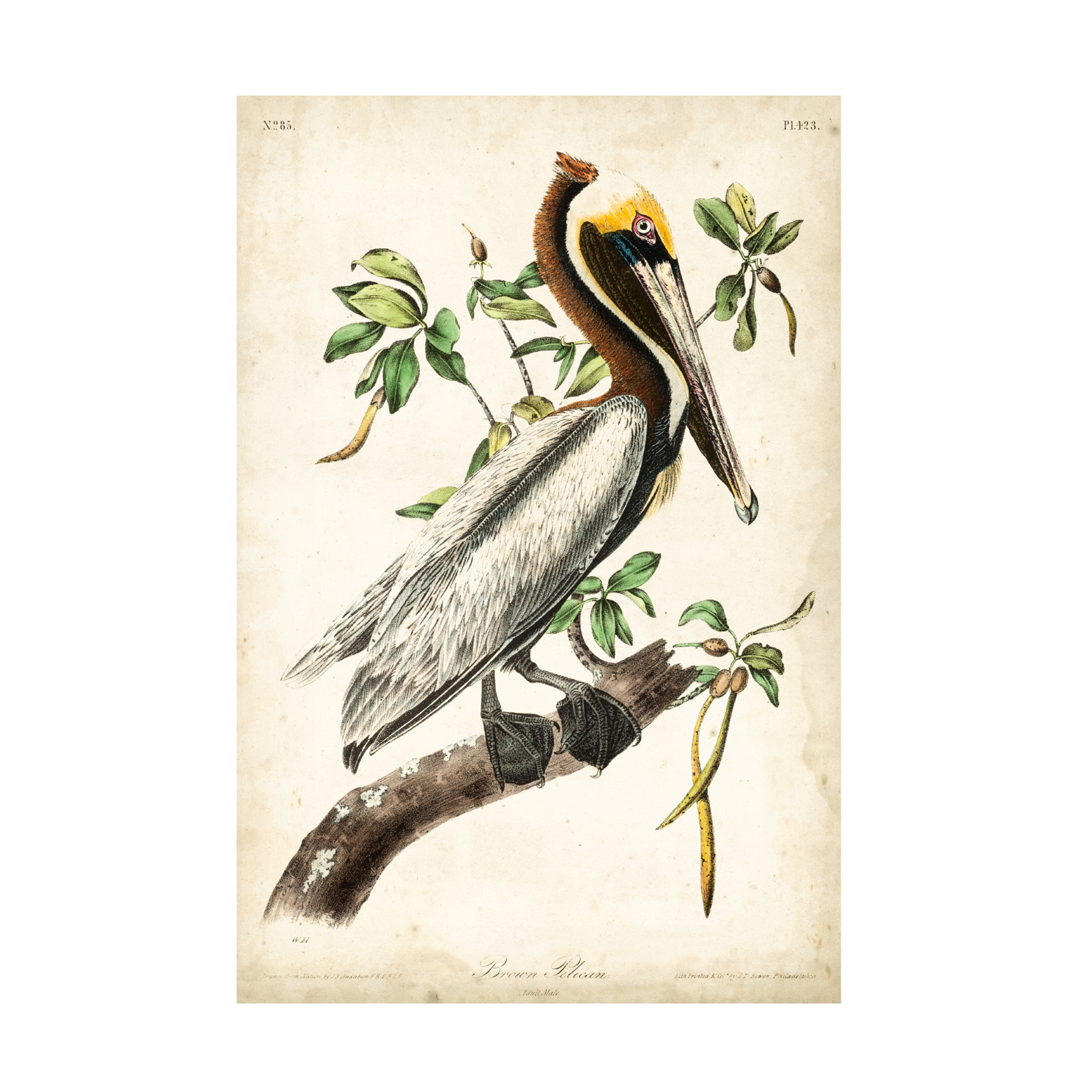 Trademark Fine Art John James Audubon The Brown Pelican Canvas Wall Art - 22x32
