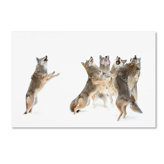 Trademark Fine Art 'The Choir Coyotes' Canvas Art by Jim Cumming