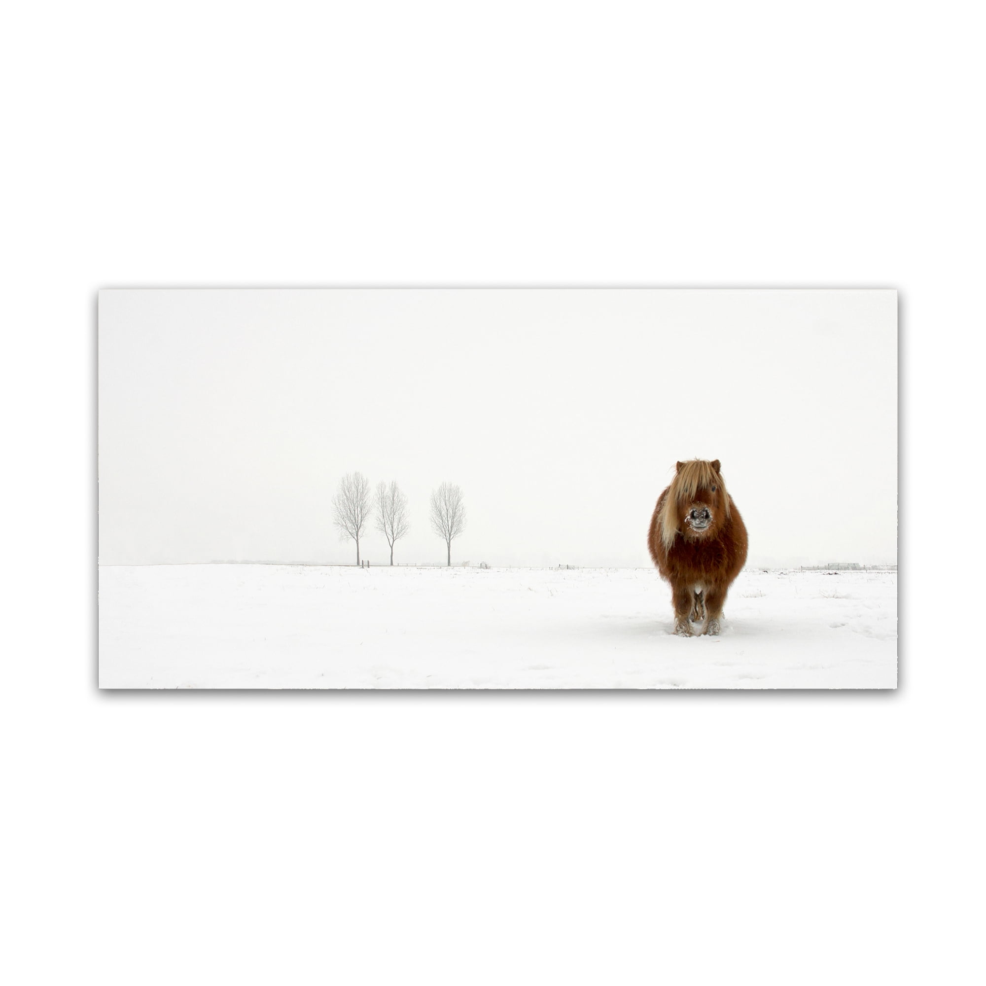 Trademark Fine Art 'The Cold Pony' Canvas Art by Gert van den