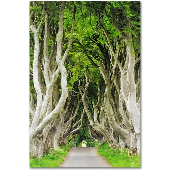 Trademark Fine Art "The Dark Hedges" Canvas Art by Philippe Sainte-Laudy