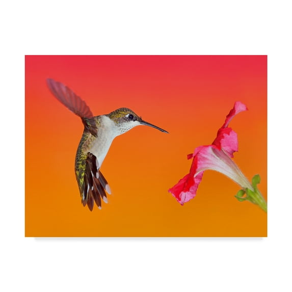 Trademark Fine Art 'The Flower Dance I' Canvas Art by Leda Robertson