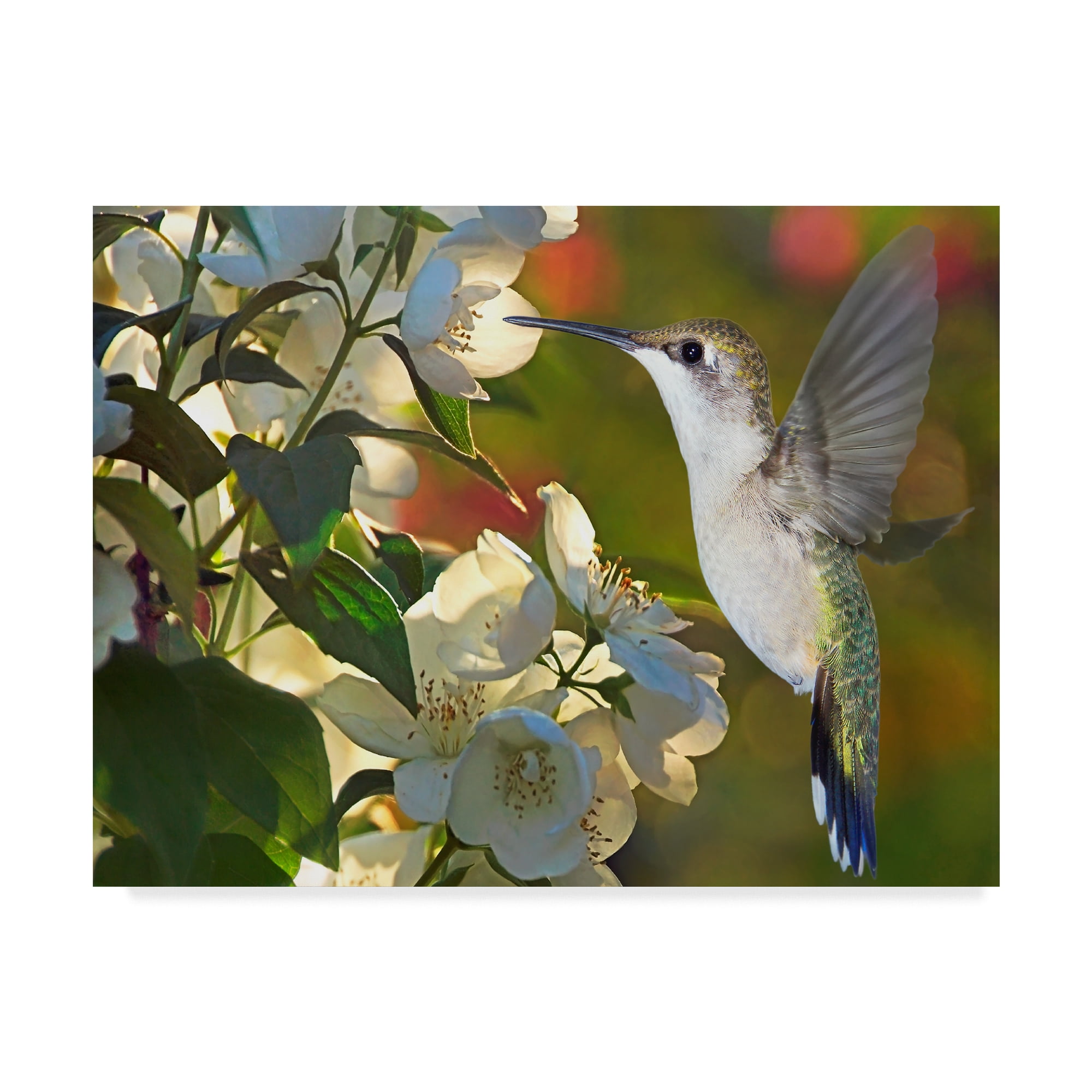 Trademark Fine Art 'The Flower Dance II' Canvas Art by Leda Robertson