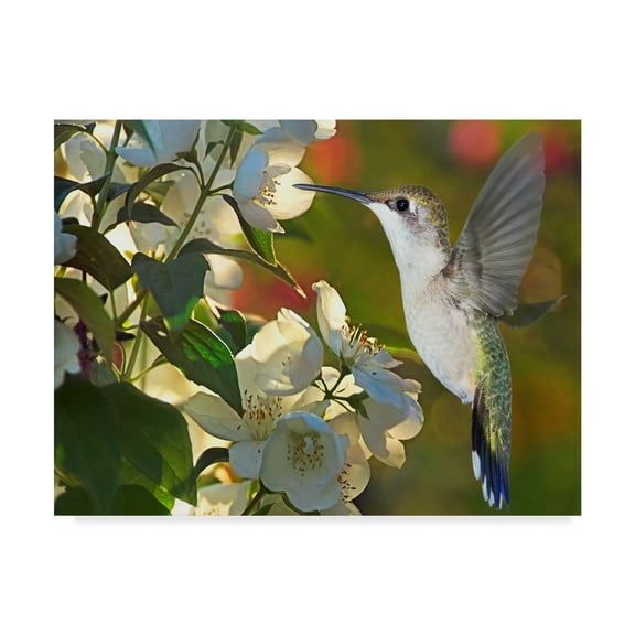 Trademark Fine Art 'The Flower Dance II' Canvas Art by Leda Robertson