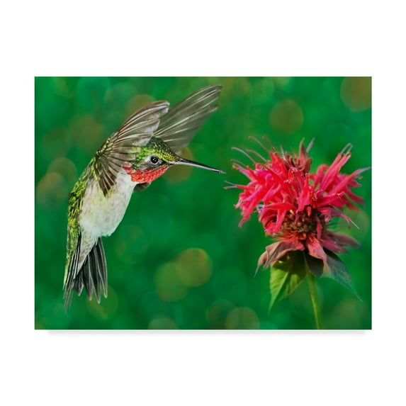 Trademark Fine Art 'The Flower Dance XII' Canvas Art by Leda Robertson