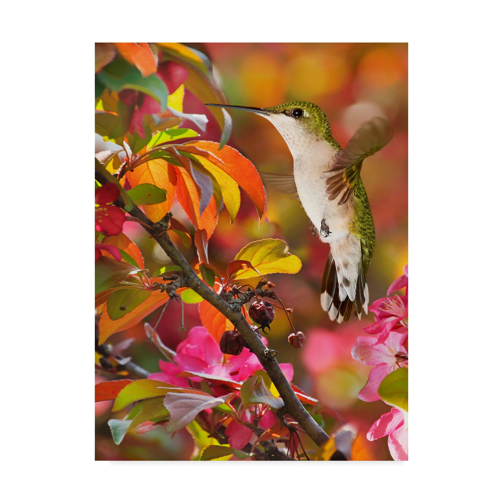 Trademark Fine Art 'The Flower Dance XVII' Canvas Art by Leda Robertson