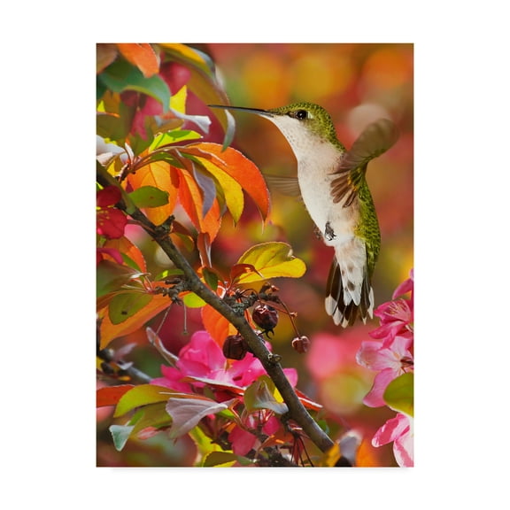 Trademark Fine Art 'The Flower Dance XVII' Canvas Art by Leda Robertson